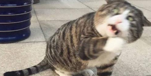 行走的表情包！中國(guó)大花貓?bào)@呆表情火到國(guó)外，社交網(wǎng)絡(luò)吸粉無(wú)數(shù)